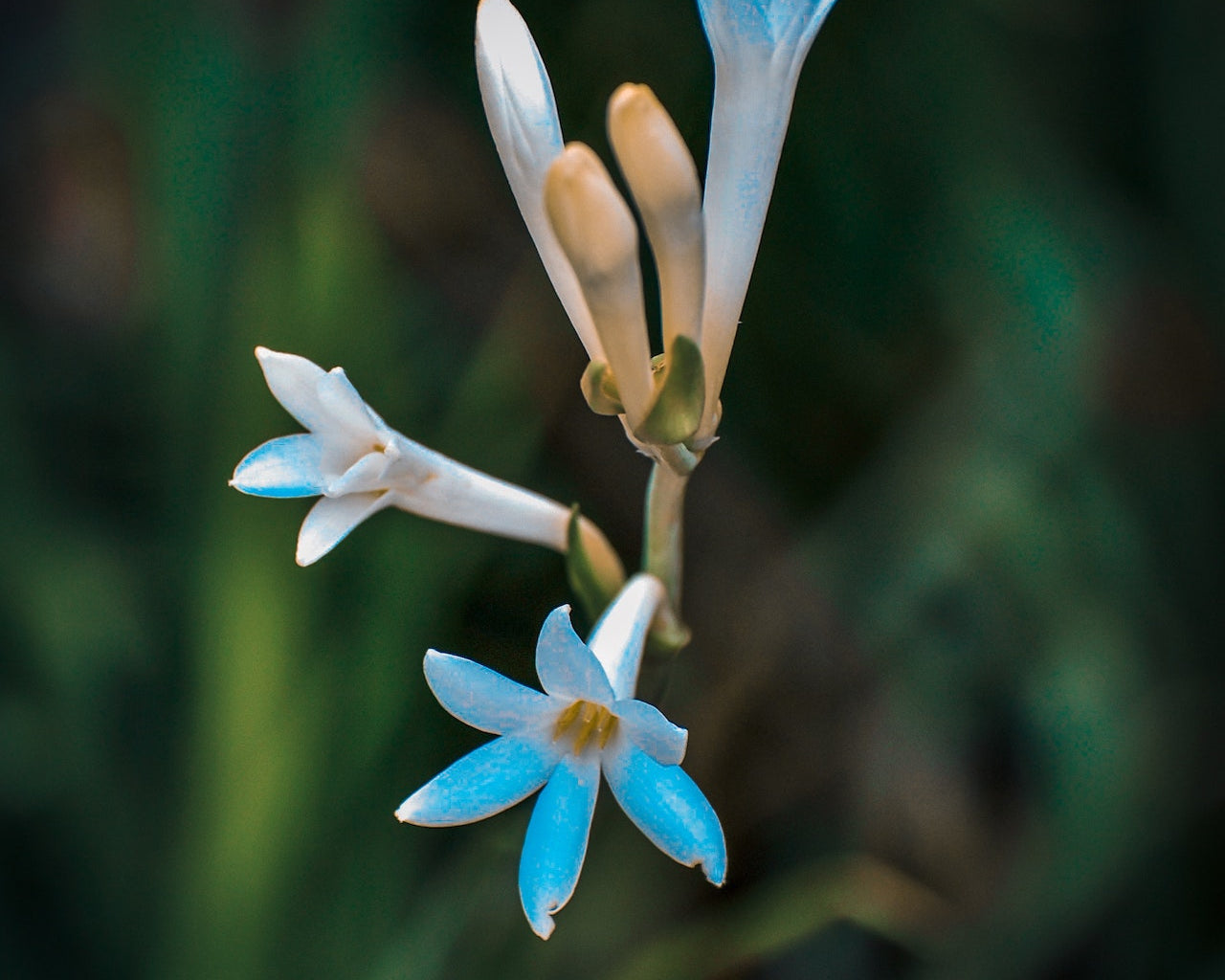 Explaining the chemical structure of Tuberose